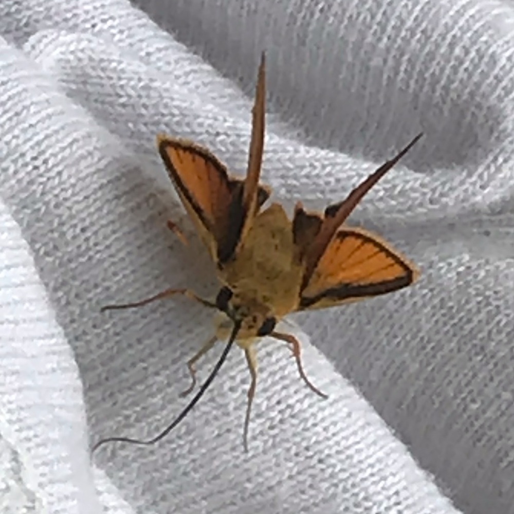 Meet your Posher, Phoenix